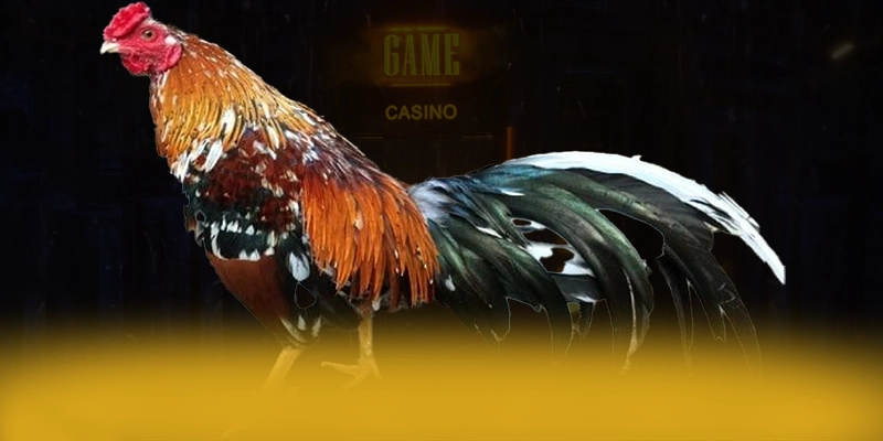 CONGA6789 - Trang game được đánh giá cao về độ tin cậy được người chơi tin dùng – Đánh giá chi tiết về CONGA6789 CONGA6789 - Trang game được đánh giá cao về độ tin cậy được người chơi tin dùng – Đánh giá chi tiết về CONGA6789