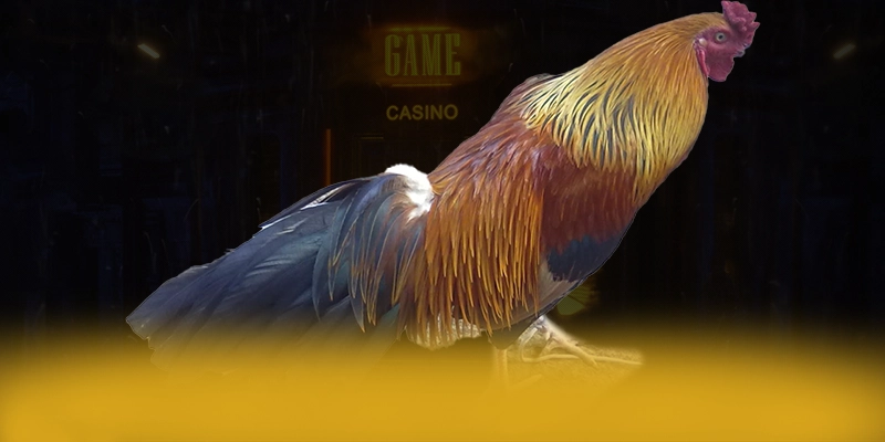 
Trải nghiệm ĐÁ GÀ TRỰC TIẾP - Cổng cá cược chất lượng tại Việt Nam
