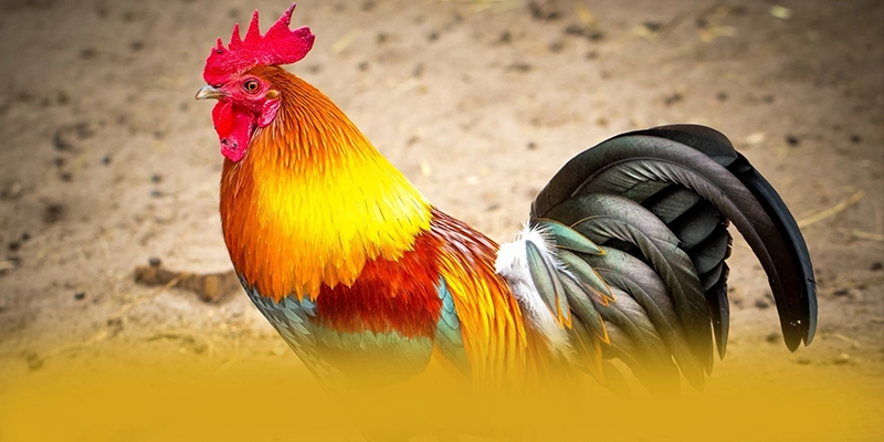 Khám phá hành trình của GEM88 - Cổng giải trí uy tín số 1 trên thị trường
Khám phá hành trình của GEM88 - Cổng giải trí uy tín số 1 trên thị trường