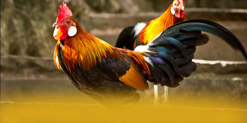 tài xỉu online - Trang game được đánh giá cao về chất lượng được game thủ lựa chọn – Tìm hiểu tài xỉu online