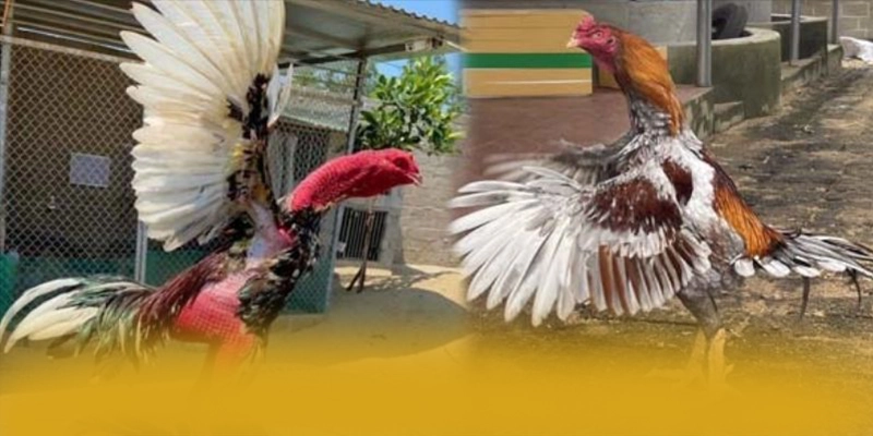 CONGA6789 – Trang game đẳng cấp, khẳng định vị thế hàng đầu tại Việt Nam.