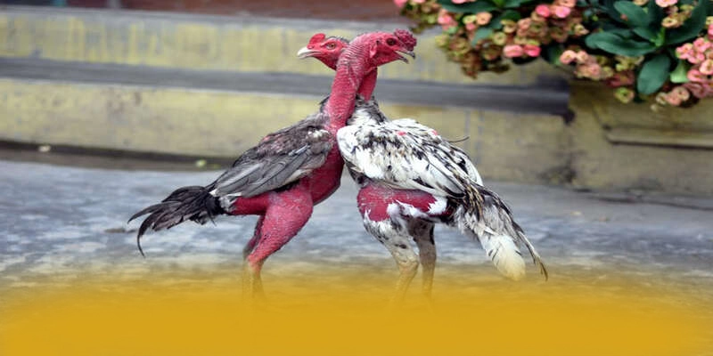 W88 - Cổng game bài tối ưu trong giới game thủ W88 - Cổng game bài tối ưu trong giới game thủ