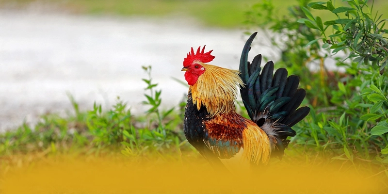 UU88 - Cổng trò chơi hấp dẫn tại Việt Nam – Trải nghiệm ưu đãi hấp dẫn cùng UU88 UU88 - Cổng trò chơi hấp dẫn tại Việt Nam – Trải nghiệm ưu đãi hấp dẫn cùng UU88