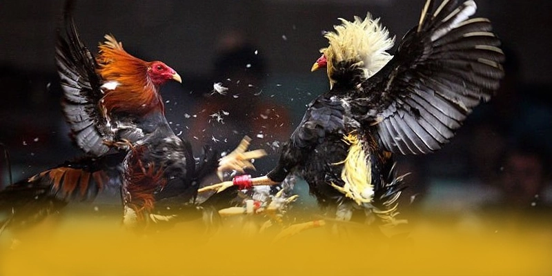 UU88 – Trang game có thưởng lớn, được giới cược thủ đánh giá cao. UU88 – Trang game có thưởng lớn, được giới cược thủ đánh giá cao.