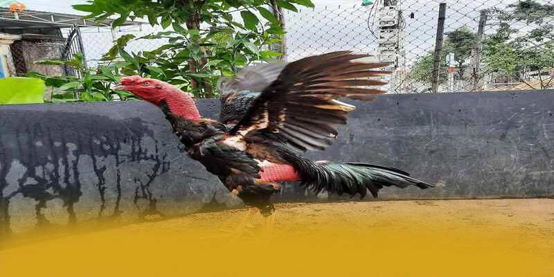 
Đánh giá FC88 - Nhà cái đẳng cấp được cộng đồng đánh giá cao
