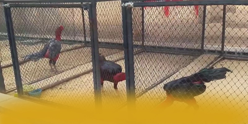 RR99 – Sân chơi được nhiều người chơi lựa chọn, được cộng đồng đánh giá tích cực.