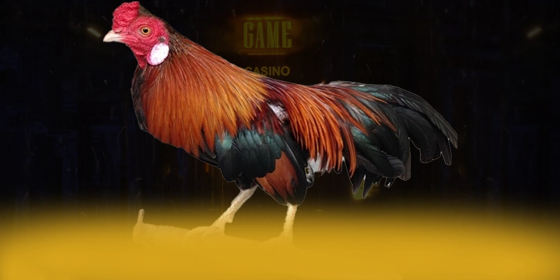Danh gia soi kèo bóng đá - Cong game uy tin so 1 2025 Danh gia soi kèo bóng đá - Cong game uy tin so 1 2025